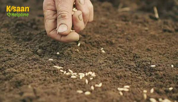 इस रबी सीजन में अब तक गेहूं की बुवाई बढ़कर 4% से 325.35 लाख हेक्टेयर हो गई है इस रबी सीजन में अब तक गेहूं की बुवाई बढ़कर 4% से 325.35 लाख हेक्टेयर हो गई है